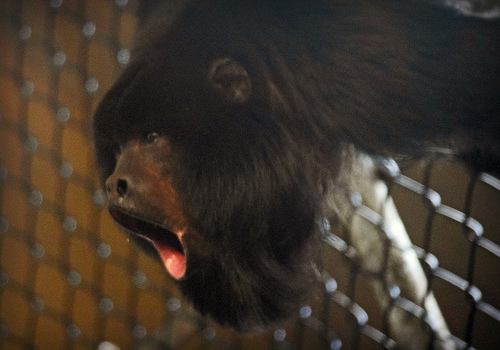 Featured image of post 【譯文】「廢止權」的起源