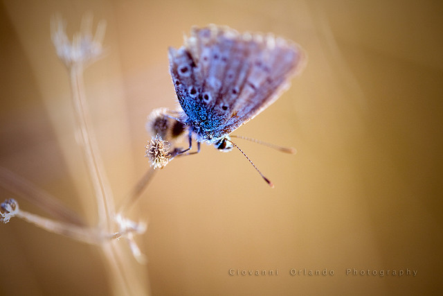 Featured image of post 【譯作】混沌理論｜Chaos Theory